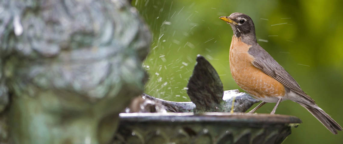 Robin in birdbath