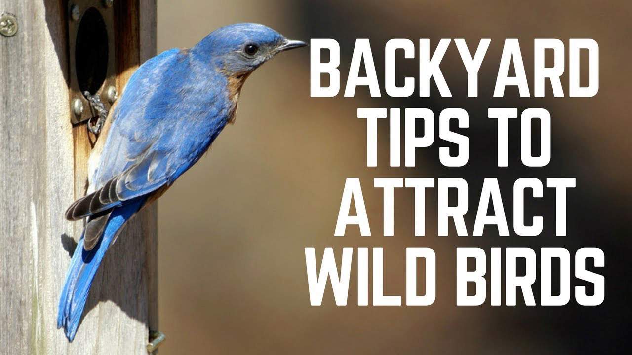backyard-tips-to-attract-wild-birds