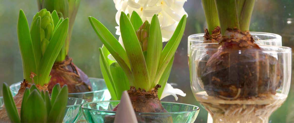 Forcing Bulbs for a Beautiful Fall and Winter Indoor Garden