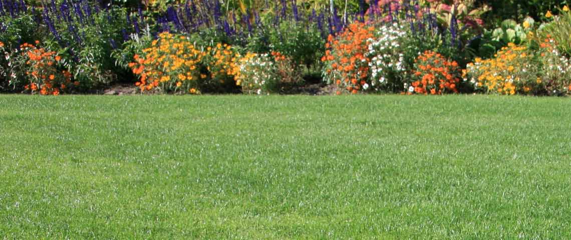 Greening up your lawn