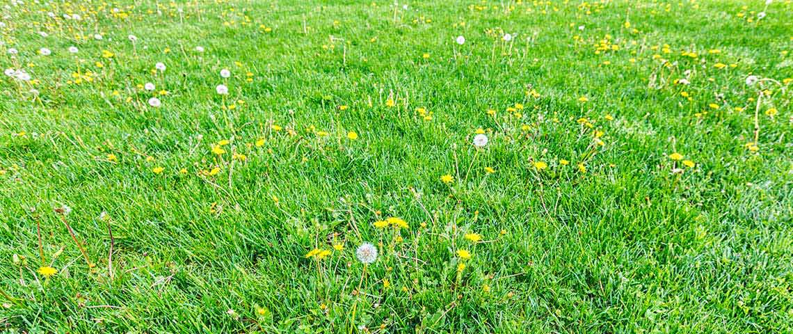 Lawn with dandelions.