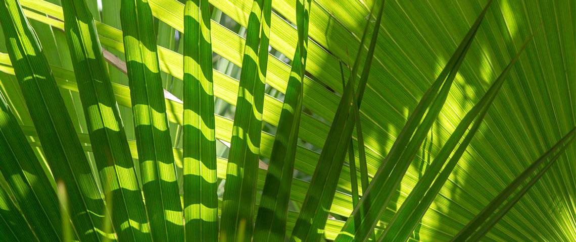Close up of green palm tree leaves.