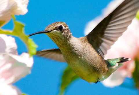 Hummingbird-mobile