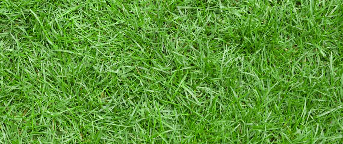 All You Need to Know About Zoysia Grass Header