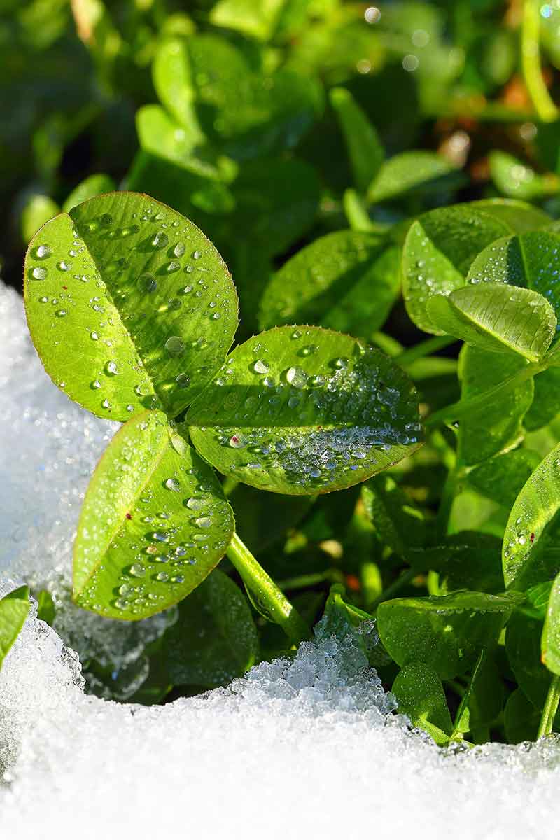 Melting Frost