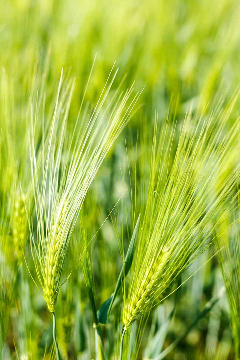 Cover Crops