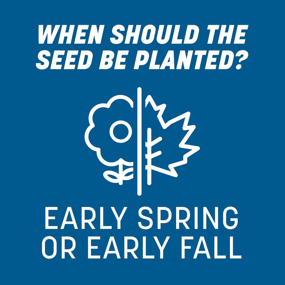 pennington the rebels sun and shade