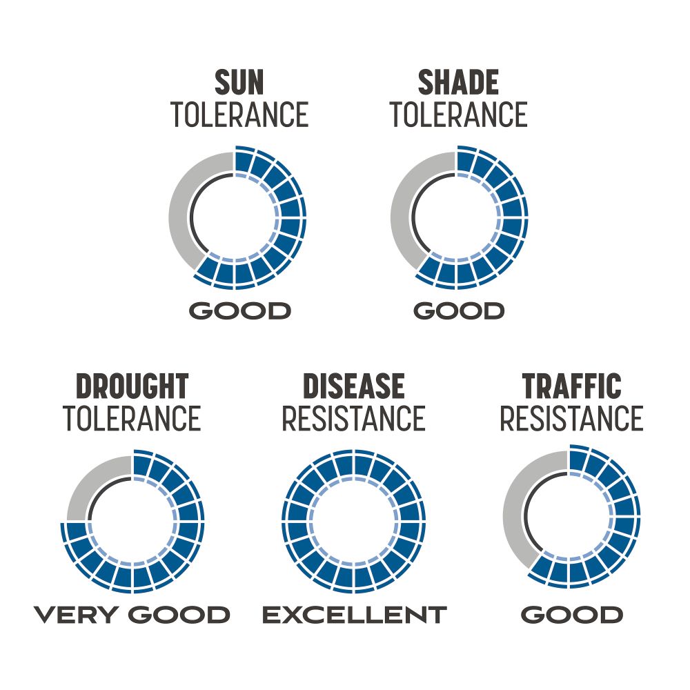 pennington the rebels sun and shade