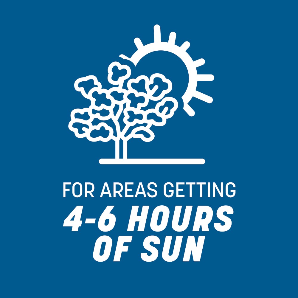 pennington the rebels sun and shade