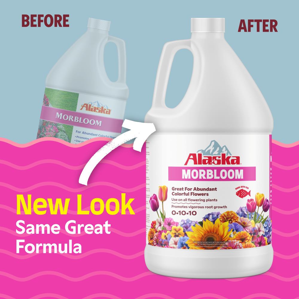 alaska morbloom
