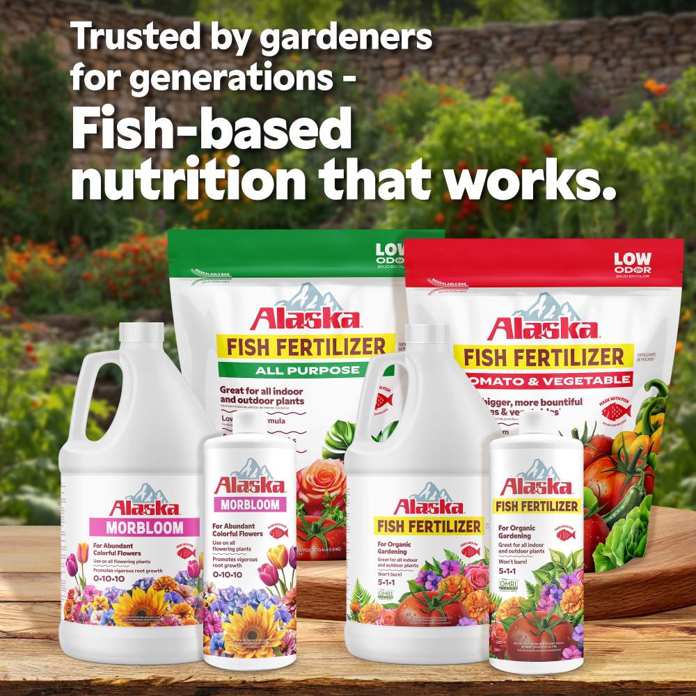 alaska morbloom