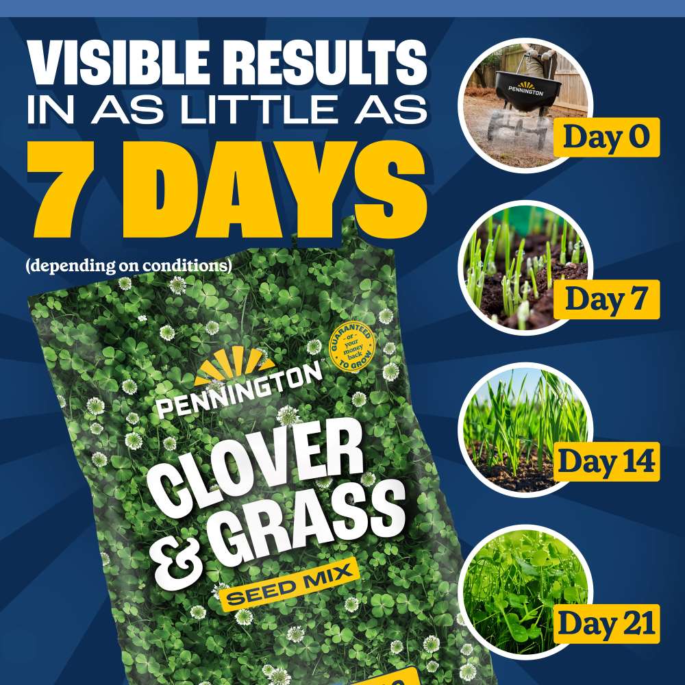pennington clover and grass seed mix