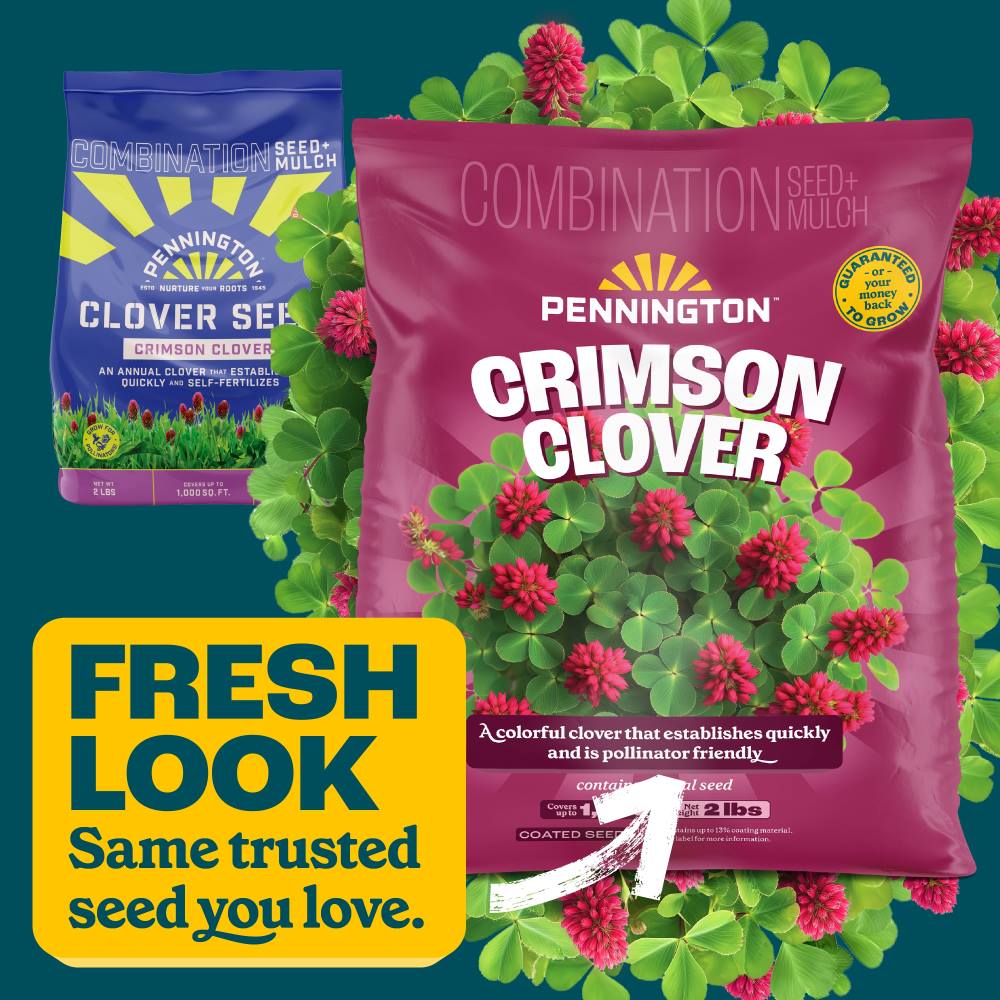 pennington crimson clover