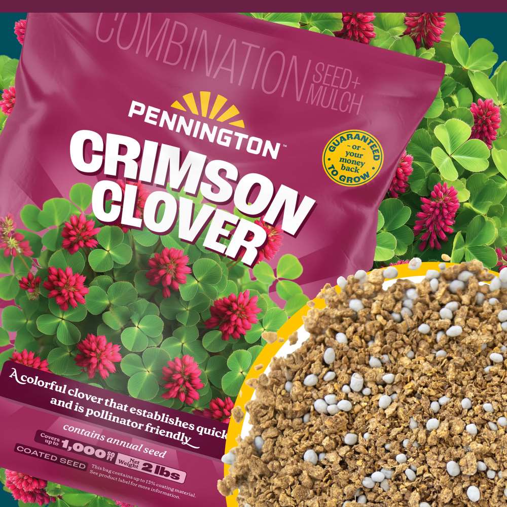 pennington crimson clover