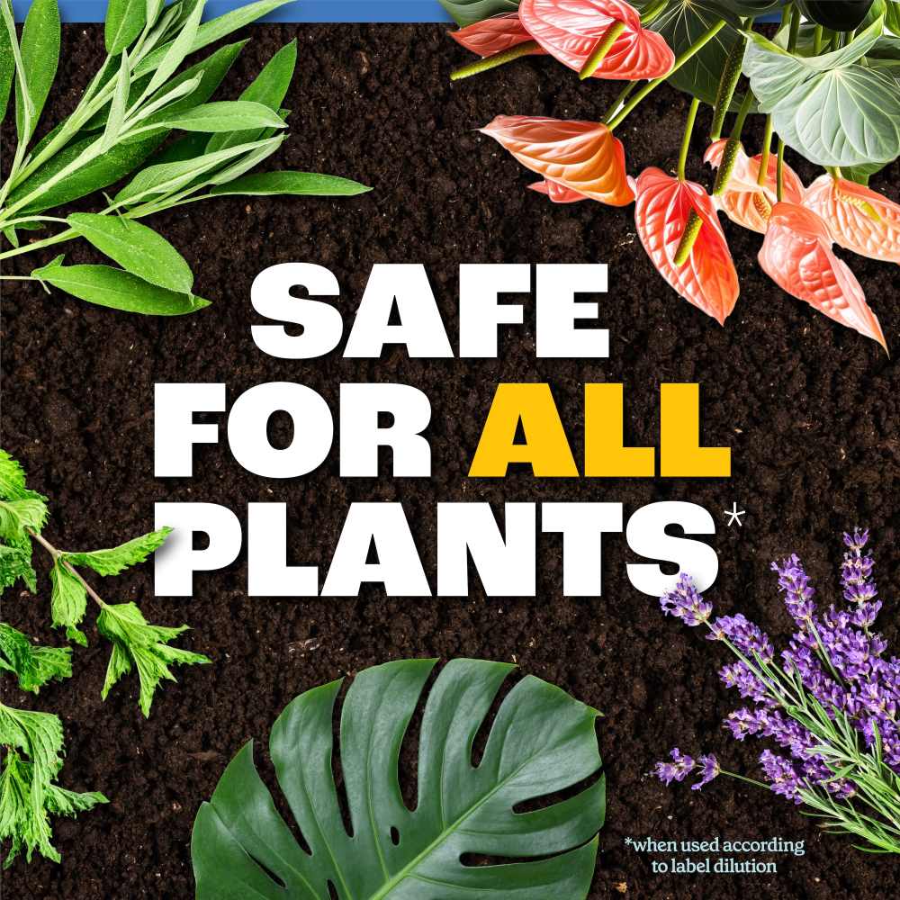 comfort mousse plants are purple Productus Purple Ice Plant