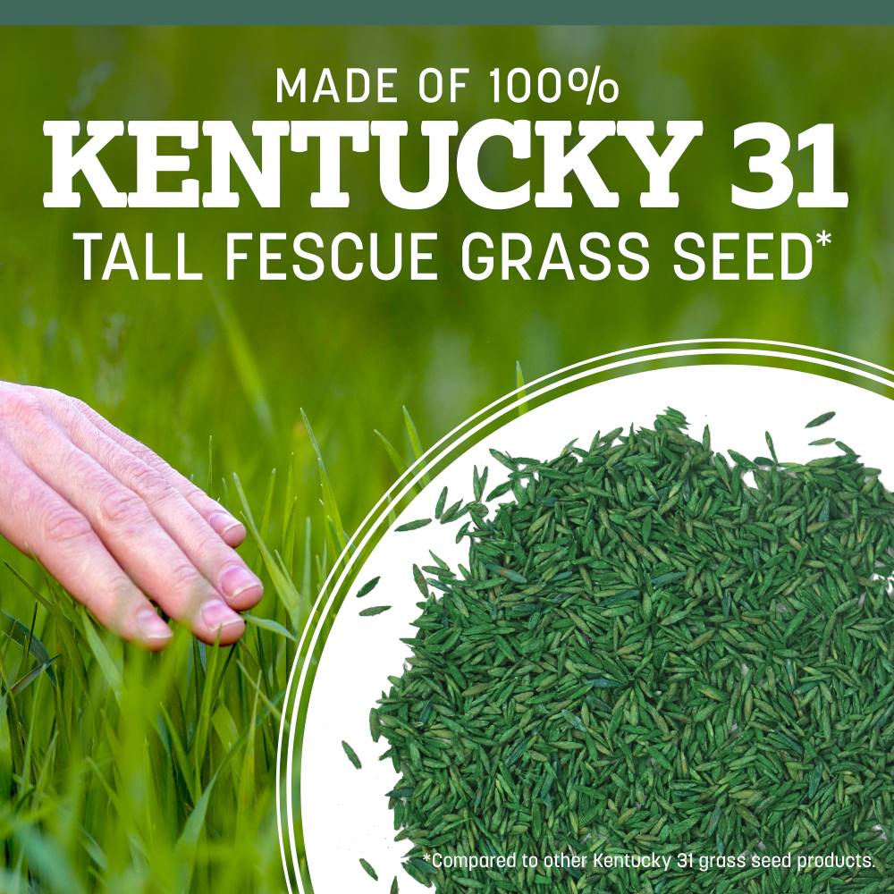 pennington kentucky 31