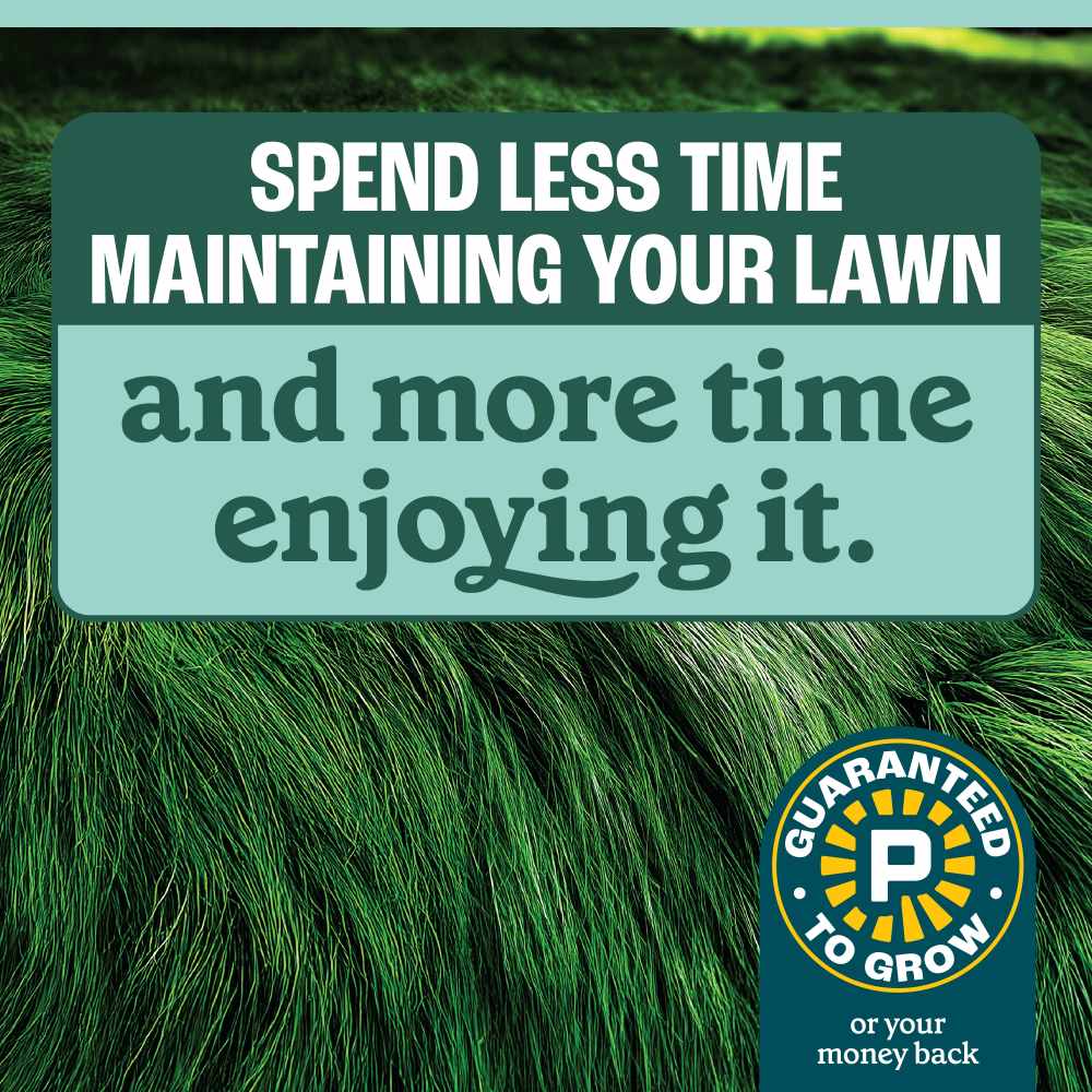 pennington no mow meadow grass seed mix