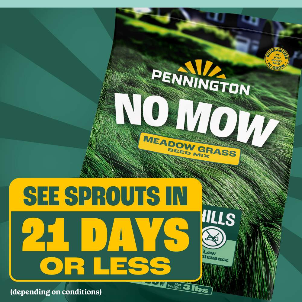 pennington no mow meadow grass seed mix
