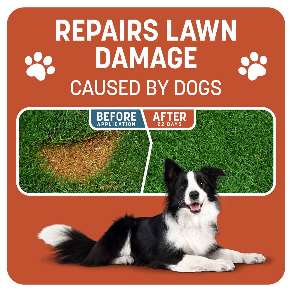 pennington smart patch bermuda