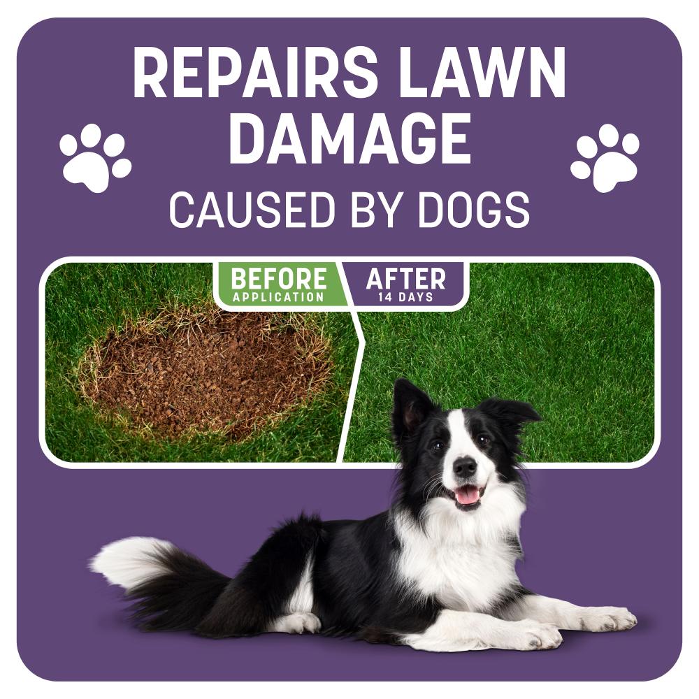 pennington smart patch dense shade