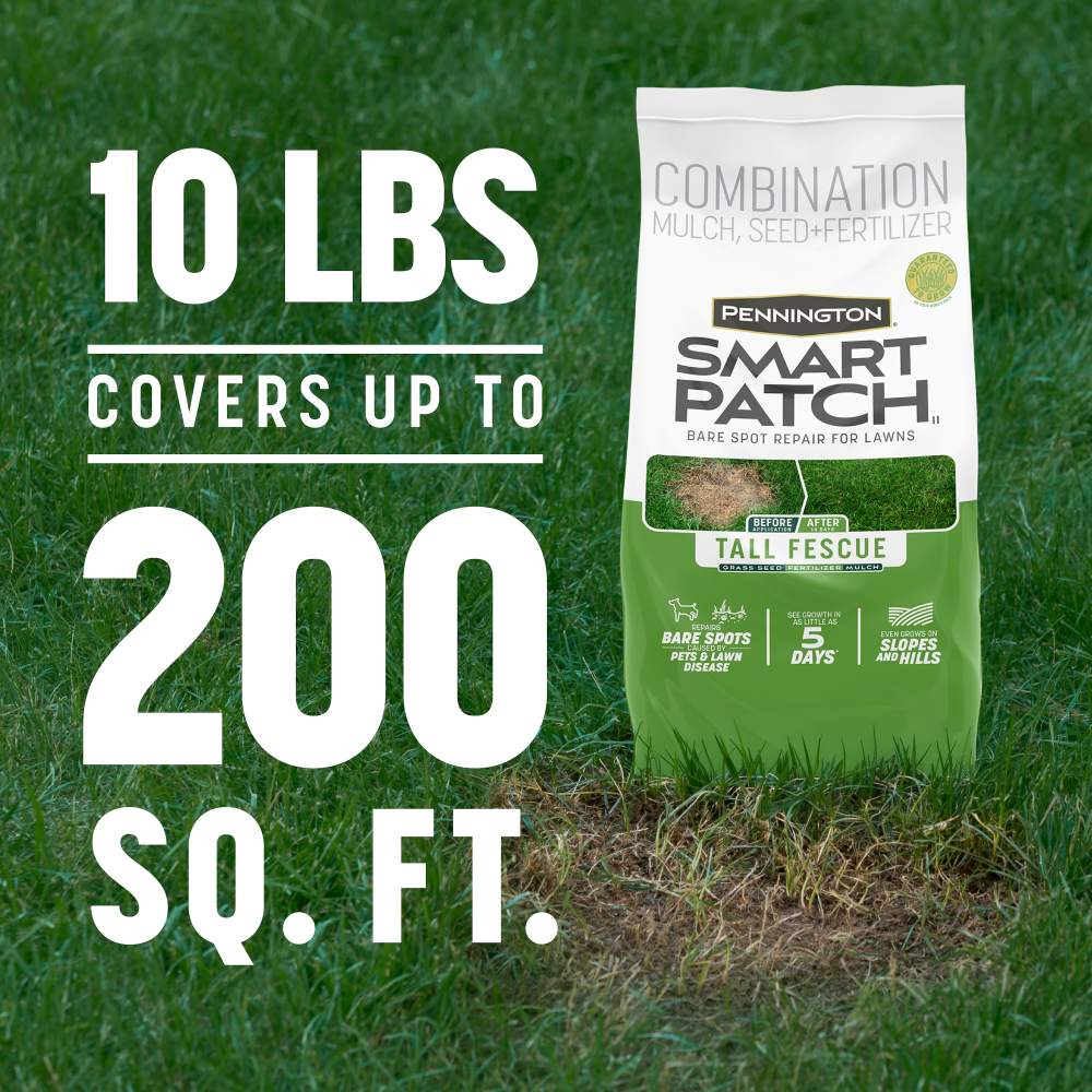 pennington smart patch tall fescue
