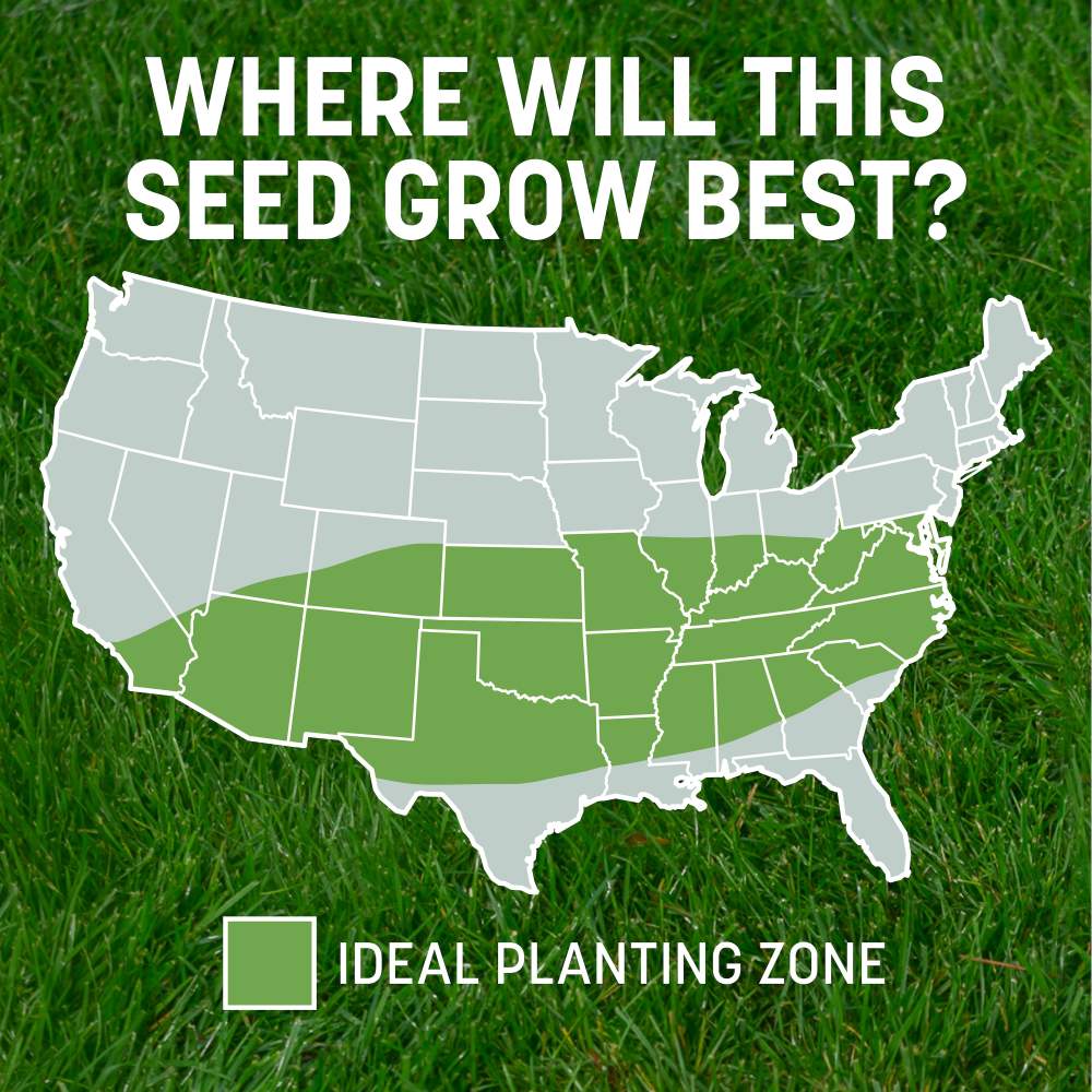 pennington smart patch tall fescue