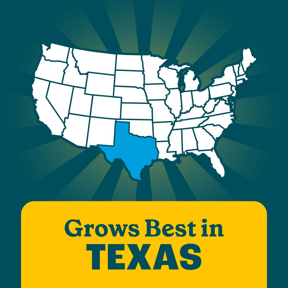 pennington texas garden wildflower mix