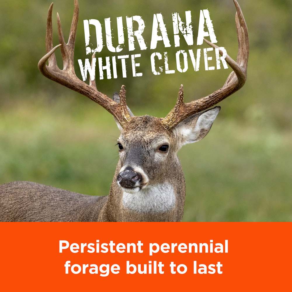 pennington rackmaster durana white clover