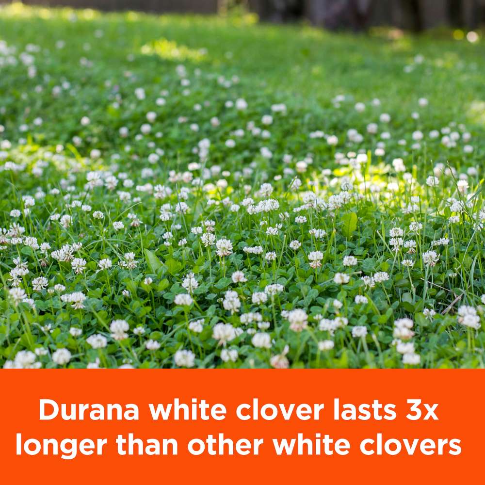 pennington rackmaster durana white clover