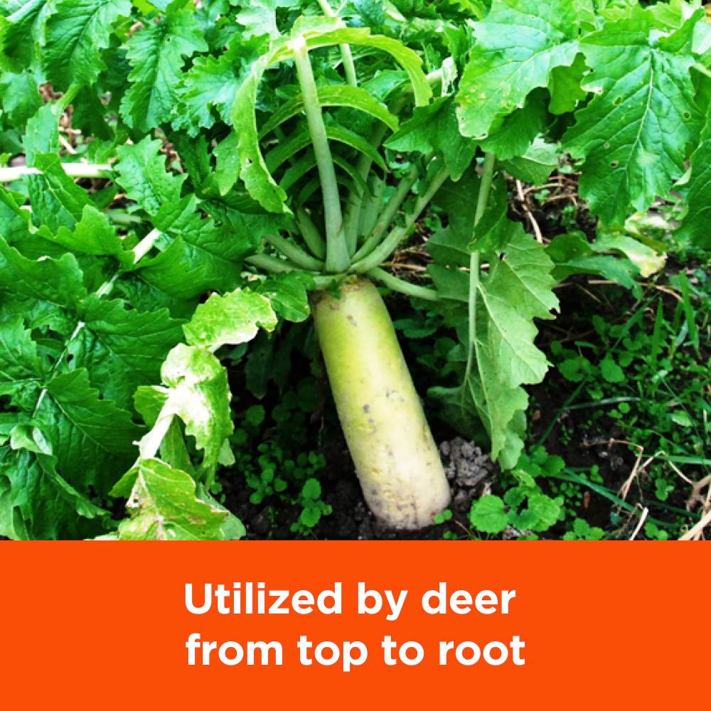 pennington rackmaster trophy radishes