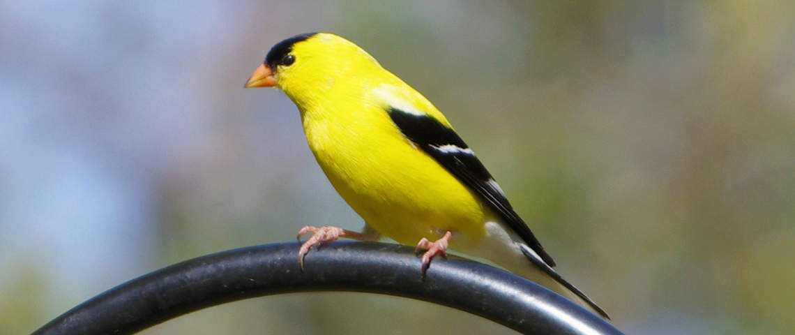 Male American Goldfinch perched