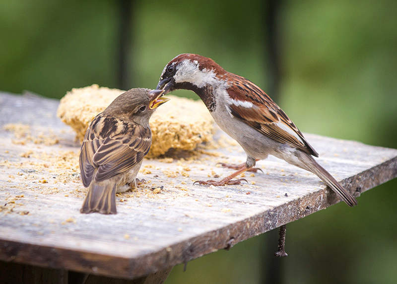 How Often Should Baby Sparrows Be Fed?  