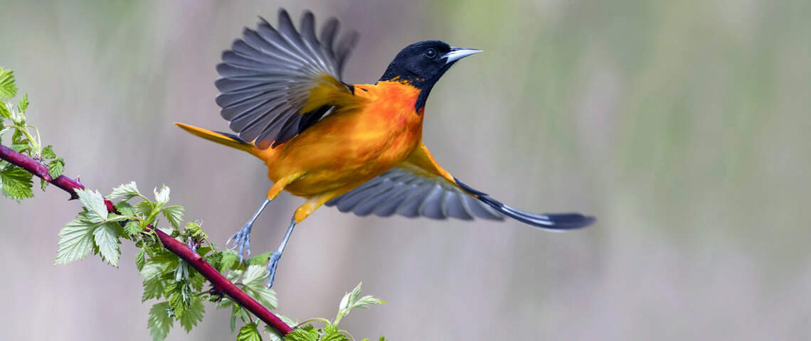 Baltimore Oriole