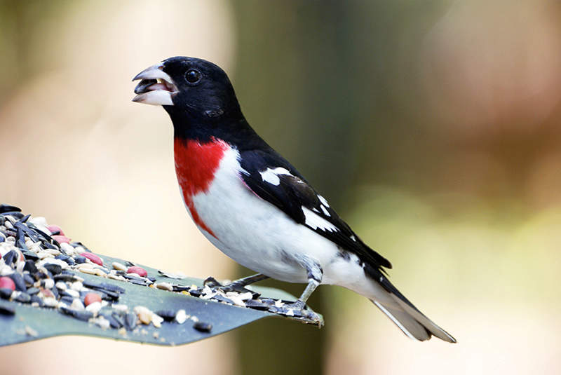 BirdSeed Moth Traps: Control Bird Seed Moth Problems.