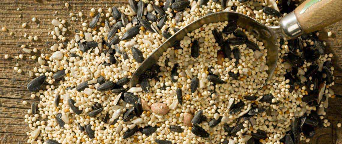 Wild bird Seed Mix