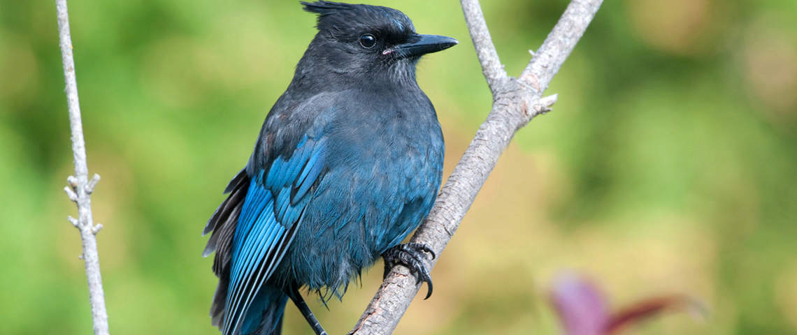 Steller`s Blue Jay