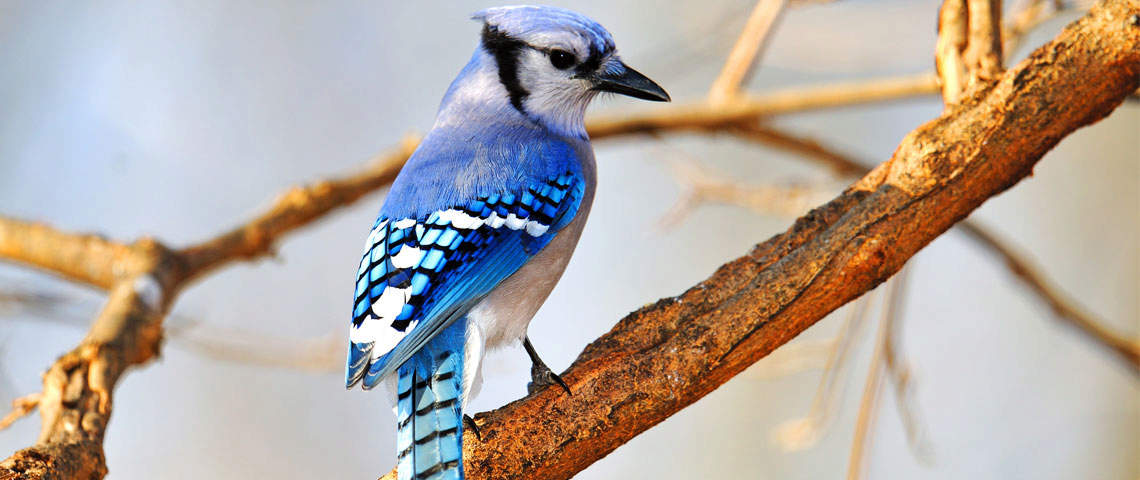 Blue jay perched in a tree
