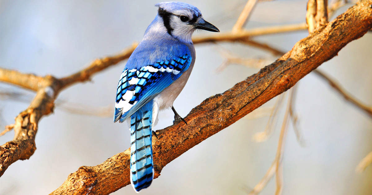 toronto blue jay bird