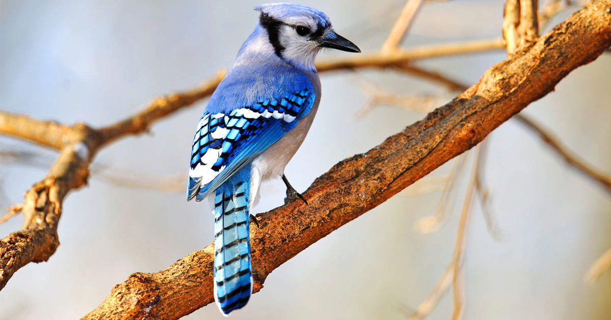 Featured Birds: Blue Jays