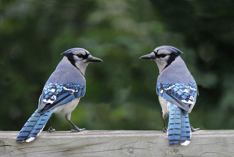 Featured Birds: Blue Jays