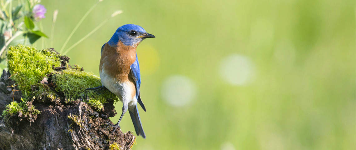 male Blue bird