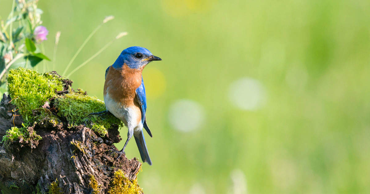 male bluebird