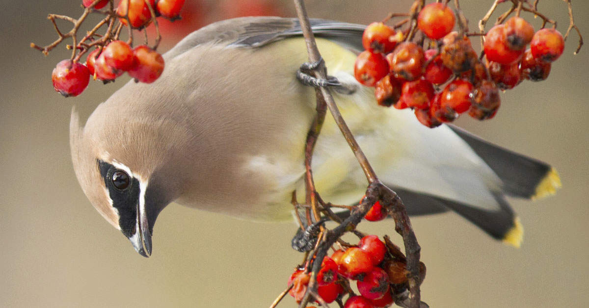 Cedar Waxwing bending to eat berries