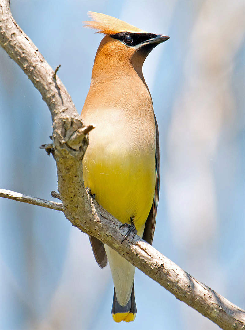 Featured Birds Cedar Waxwings featured-birds-cedar-waxwings