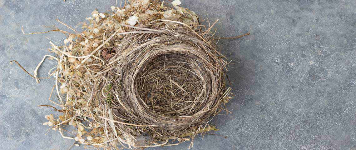 Natures bird nest