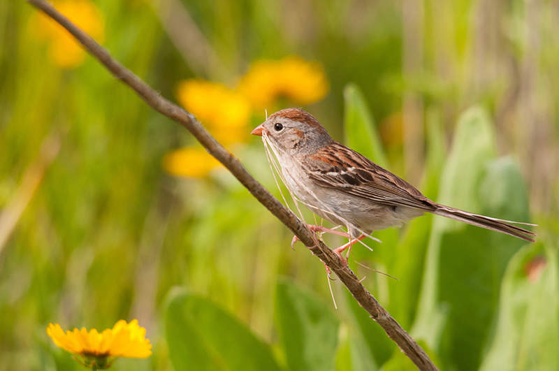 DIY Bird Shop: Nesting Materials  Brandywine Conservancy and Museum of Art