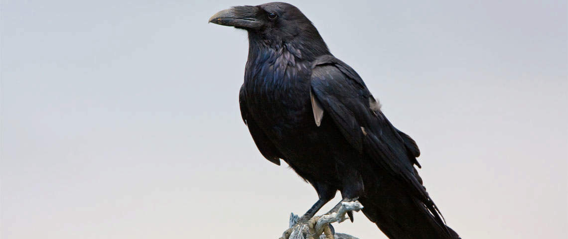 Black raven