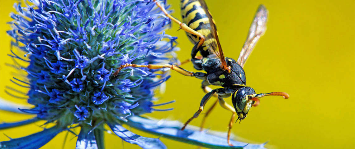 Wasp on a single blue flower petal