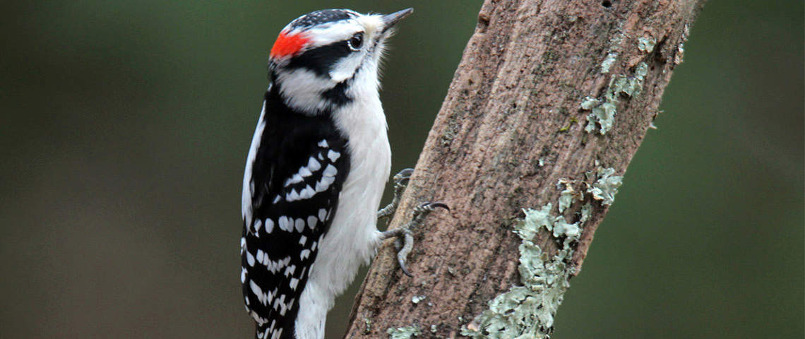 Male downy woodpecker on a branch