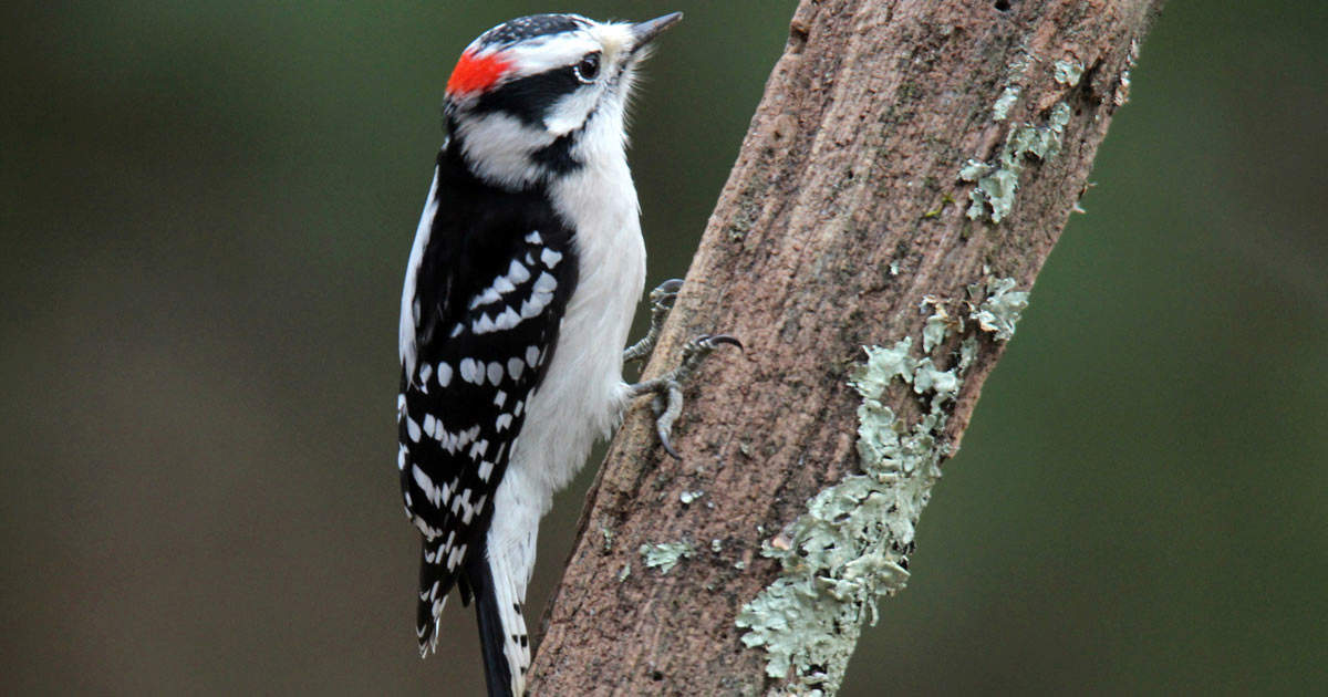 Male downy woodpecker on a branch